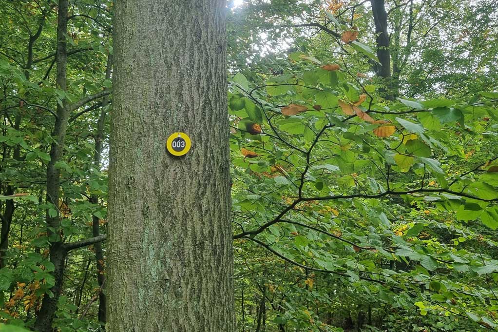 Bestattungswald Heiligengrabe - Baummarkierung