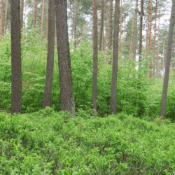 Gott im Grünen - Einführung in eine praktische Schöpfungsspiritualität